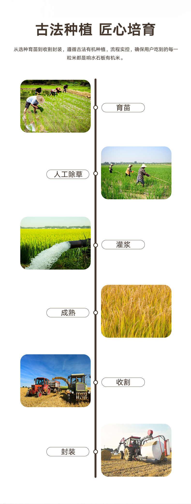 大米_08.jpg