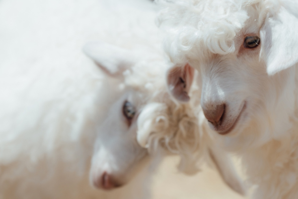 3COLOMBO小山羊绒是从不满一岁的Hircus山羊宝宝身上梳理获得的内层绒毛.png
