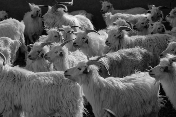5 COLOMBO羊绒是从Hircus山羊身上梳理下的珍贵纤维.png