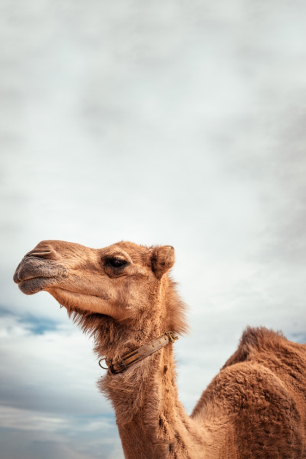 8COLOMBO精选小骆驼绒从双峰驼的表层绒毛下获取纤维.png